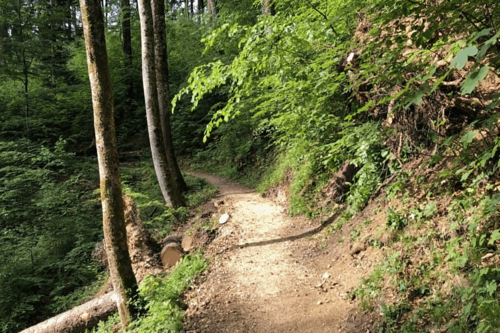 Wege wieder frei - Bild(1)